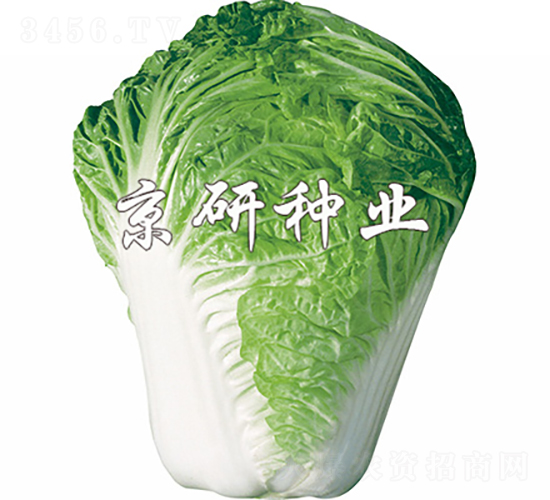 小雜61號-白菜種子-京研種業