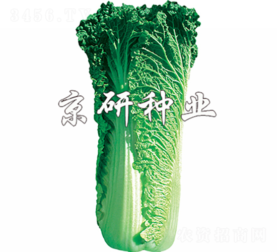 京翠60號-白菜種子-京研種業