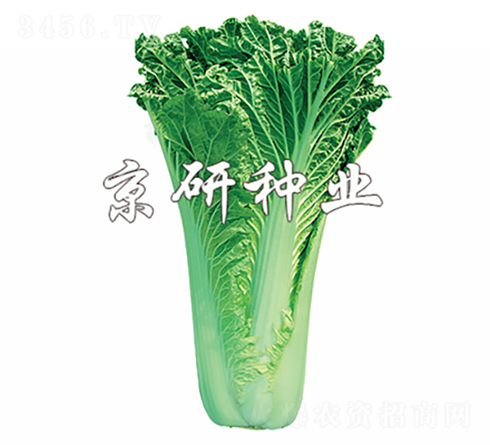 京翠75號-白菜種子-京研種業