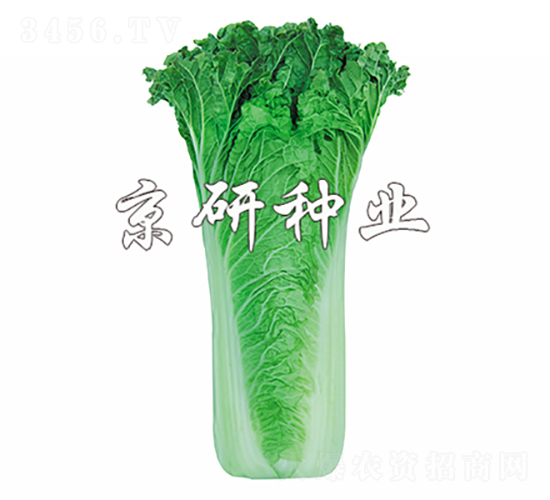 京翠555-白菜種子-京研種業