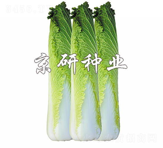 京箭65-白菜種子-京研種業