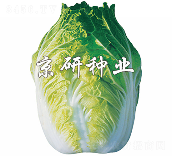 北京68號-白菜種子-京研種業