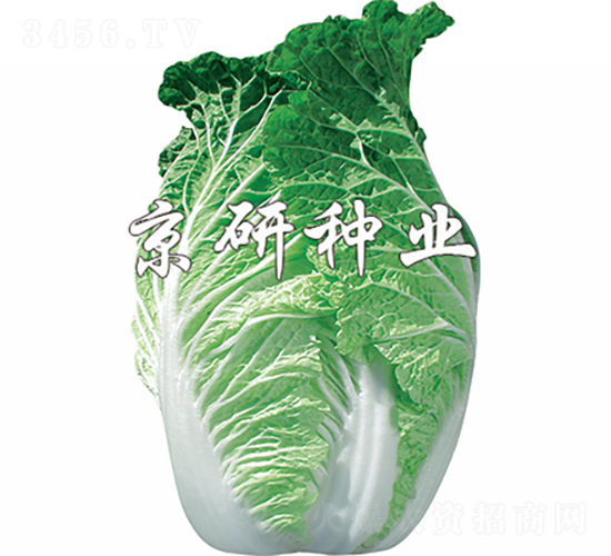 京秋75號-白菜種子-京研種業(yè)