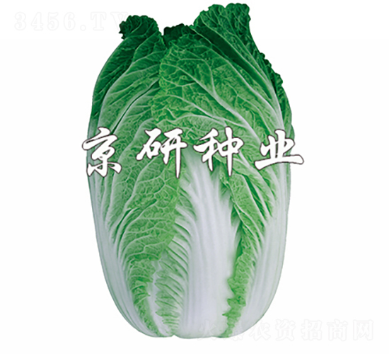 京秋76-白菜種子-京研種業