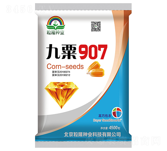九粟907玉米種子-粒粒隆