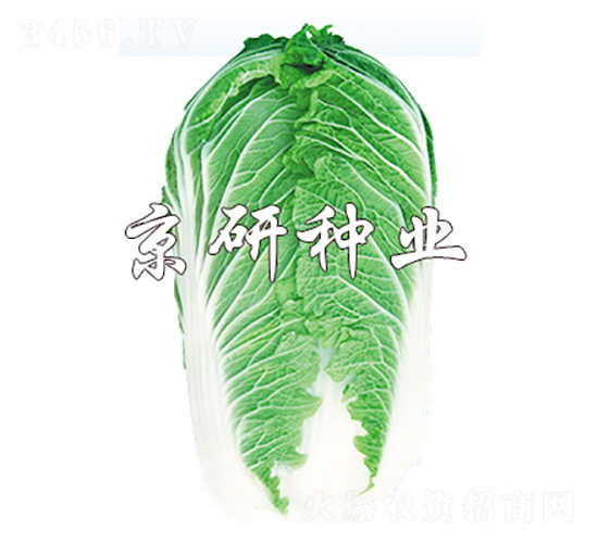 京秋701-白菜種子-京研種業