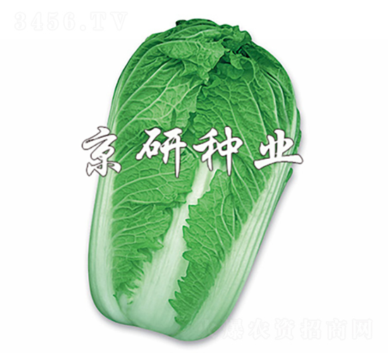 京秋3號-白菜種子-京研種業