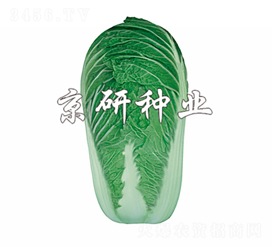 京秋4號-白菜種子-京研種業