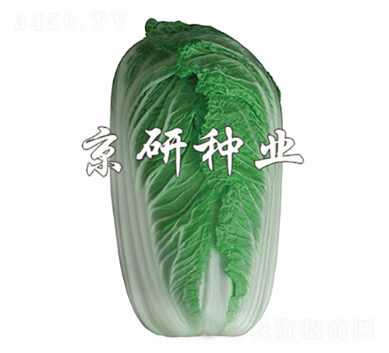 北京桔紅2號-白菜種子-京研種業
