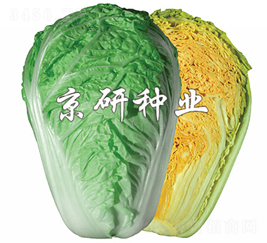 北京桔紅3號-白菜種子-京研種業