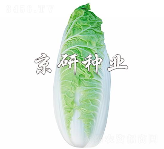 冬冠-白菜種子-京研種業