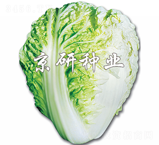 京夏王-白菜種子-京研種業