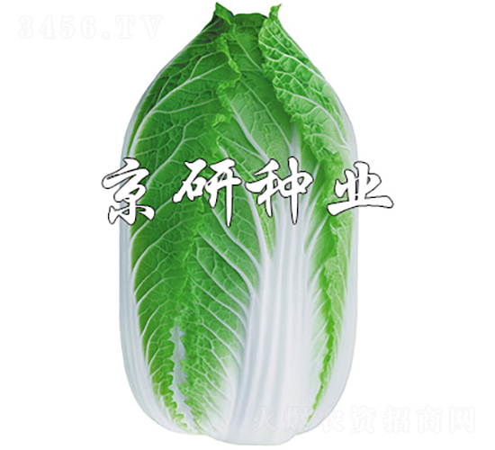 京春黃3號-白菜種子-京研種業