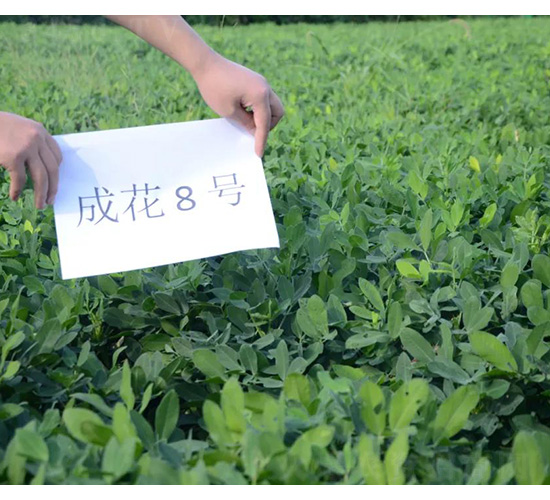 成花8號-花生種子-技豐種業