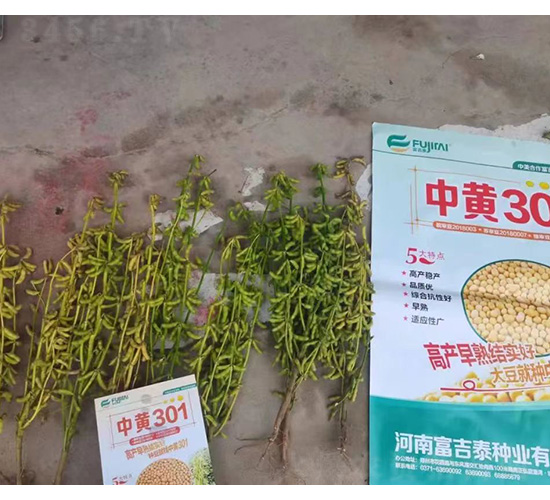 中黃301-大豆種子-技豐種業