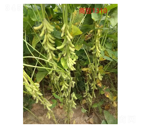 商豆1310-大豆種子-技豐種業