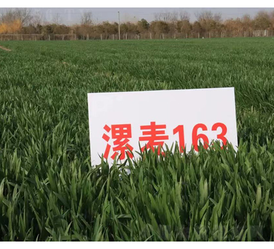 漯麥163-小麥種子-技豐種業