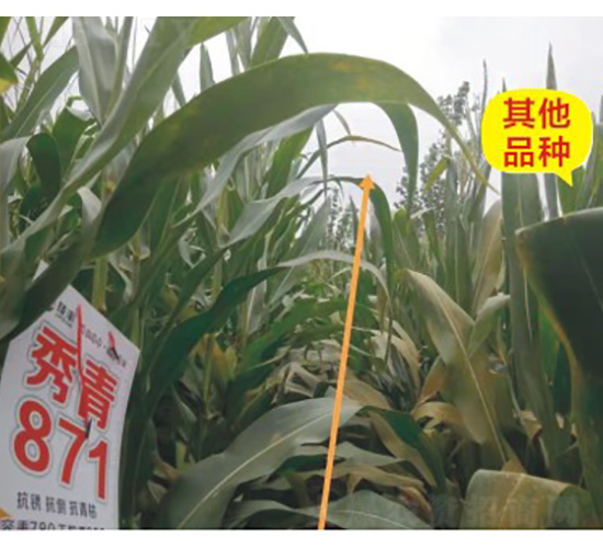 秀青871-玉米種子-技豐種業