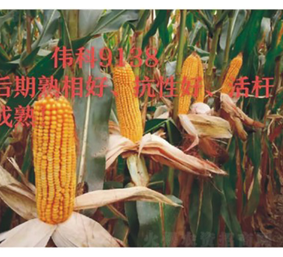 偉科9138-玉米種子-技豐種業