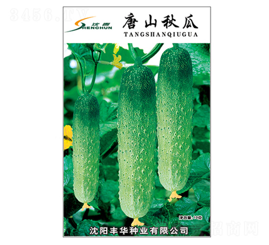 唐山秋瓜-黃瓜種子-豐華種業