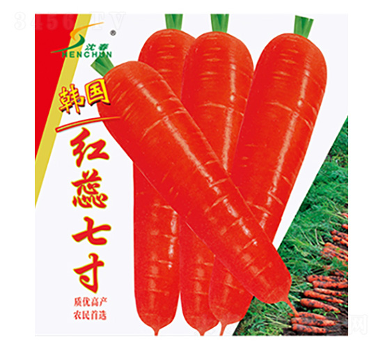 韓國紅蕊七寸-蘿卜種子-豐華種業