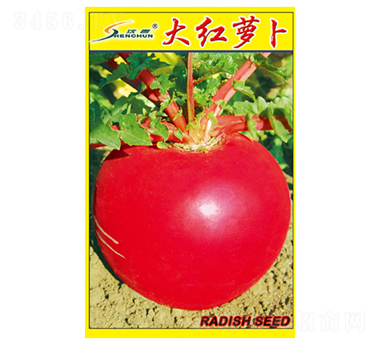 大紅蘿卜-蘿卜種子-豐華種業
