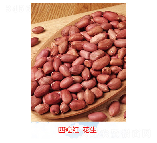 四粒紅花生-花生種子-豐華種業