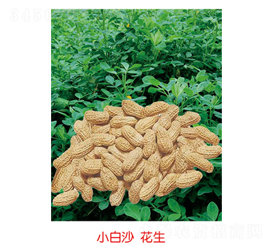 小白沙花生-花生種子-豐華種業