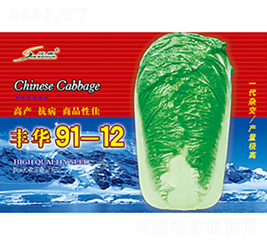 豐華91-12-白菜種子-豐華種業