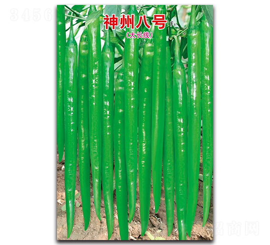 神州八號F1-線椒種子-蕭研種業