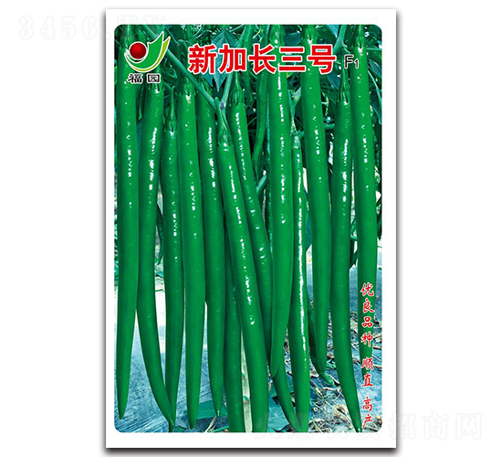 新加長三號F1-線椒種子-蕭研種業