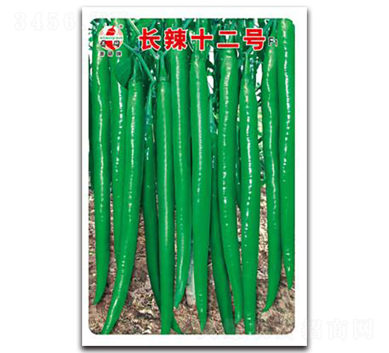 長辣十二號-線椒種子-蕭研種業