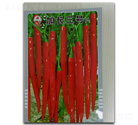 加長三號-線椒種子-蕭研種業