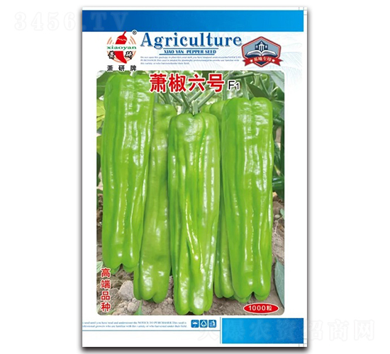 蕭椒六號-泡椒種子-蕭研種業