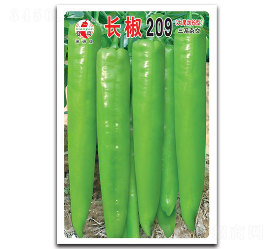 長椒209-辣椒種子-蕭研種業