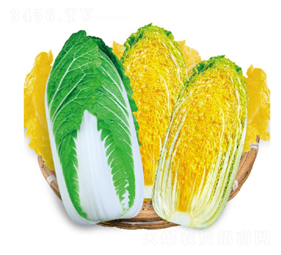 富士早生娃娃菜-娃娃菜種子-金品農業