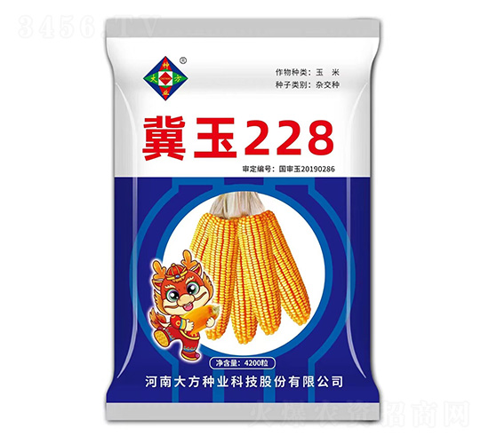 玉米種子-冀玉228-研創種業