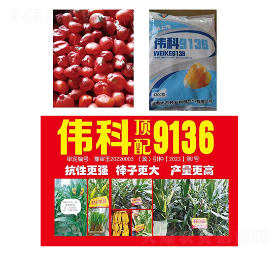 玉米種子--偉科9136-研創種業