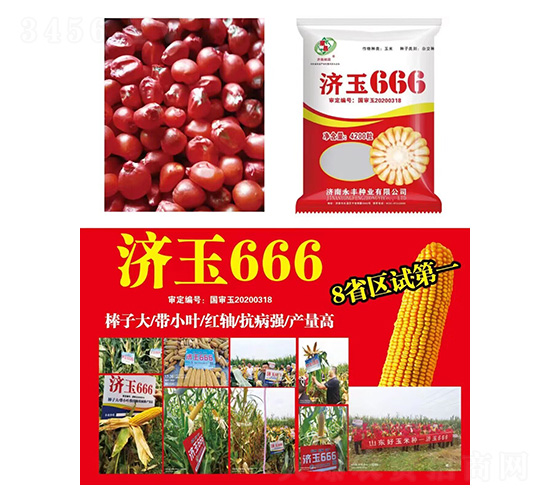 玉米種子-濟玉666-研創種業