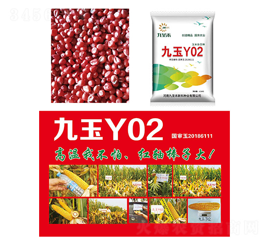 玉米種子-九玉Y02-研創種業