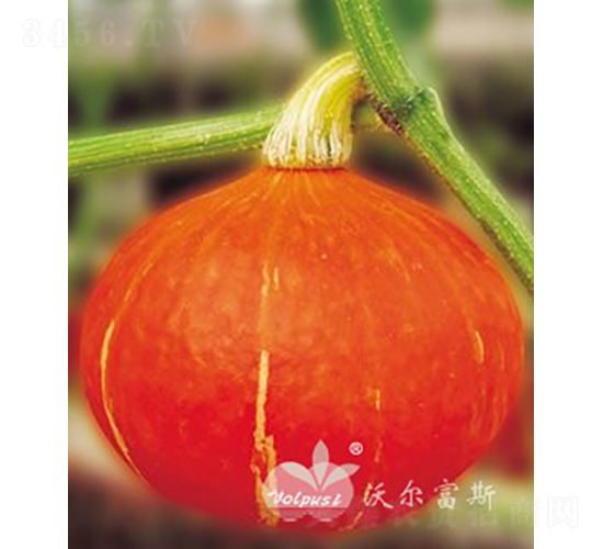 維多利二號F1（進口高產紅皮圓南瓜）-南瓜種子-沃爾富斯