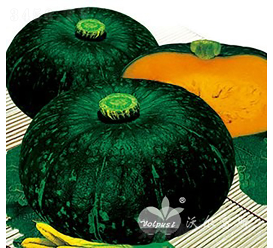 博雅一號F1（高品質(zhì)高產(chǎn)量綠皮圓南瓜）-南瓜種子-沃爾富斯
