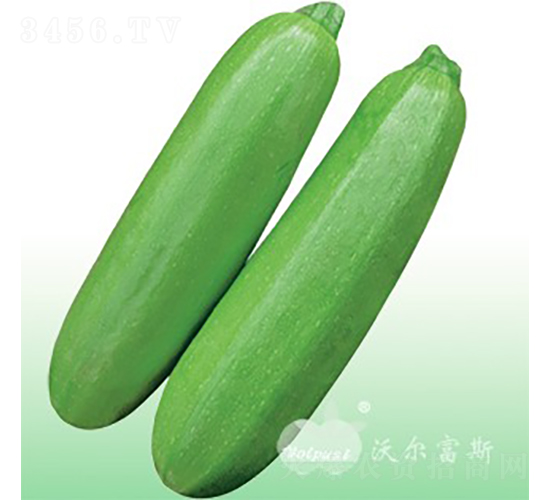 超級寶玉208F1（高產翠綠春秋西葫蘆）-西葫蘆種子-沃爾富斯