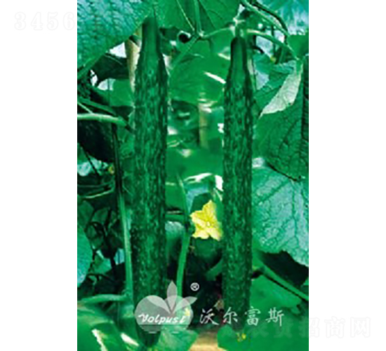 博優二號F1（越冬、早春高產耐寒黃瓜）-黃瓜種子-沃爾富斯