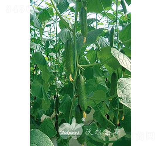 寶貝一號(hào)F1（水果黃瓜）-黃瓜種子-沃爾富斯