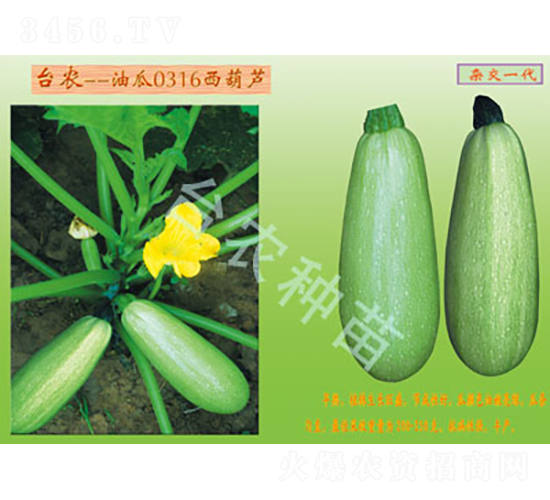 0316西葫蘆-西葫蘆種子-臺農種苗