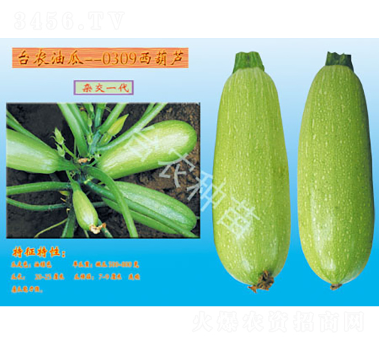 臺農0309西葫蘆-西葫蘆種子-臺農種苗