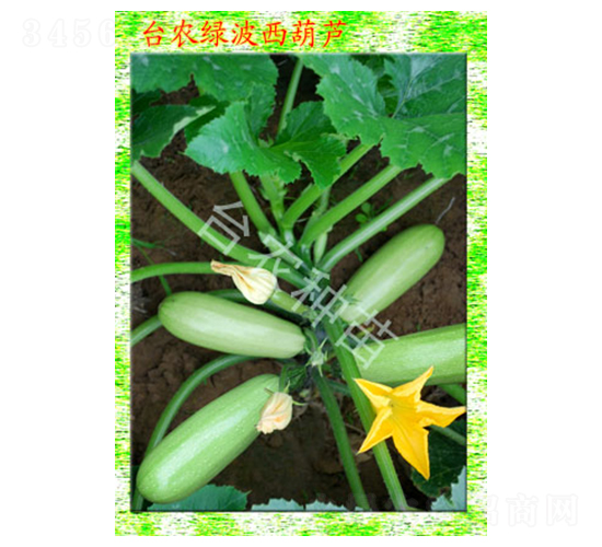 臺農綠波西葫蘆-西葫蘆種子-臺農種苗
