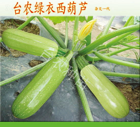臺農綠衣西葫蘆-西葫蘆種子-臺農種苗