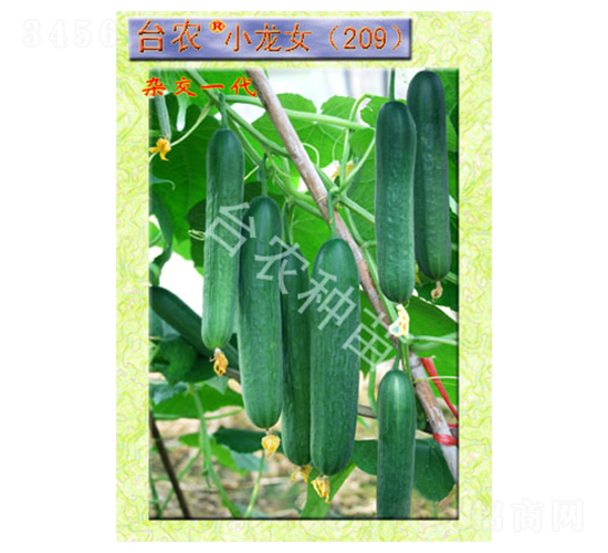 臺農小龍女209全雌黃瓜-黃瓜種子-臺農種苗